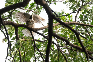 A spotted owl perches in a tree during the day.