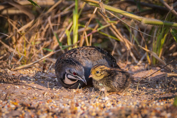 Blue-breasted Quail (male), and their young are eating food on the ground.