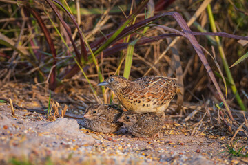 Barred Buttonguail and their young are eating food on the ground.