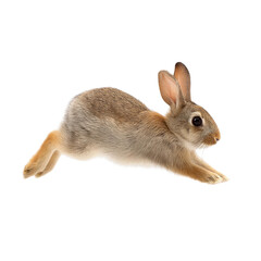 Obraz premium A captivating image of a rabbit in motion, capturing its agility and grace. It highlights the animal's fur and features, with a focus on the playful side