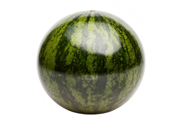 Watermelon harvesting techniques agricultural field informative guide rural setting close-up perspective sustainable practices for seo impact