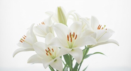 Obraz premium 白いユリ 優雅に輝く 純粋な光 This translates roughly to: 