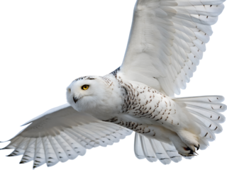 Snowy Owl Flying with Wings Spread Isolated on transparent background cutout, PNG file, Cutout file