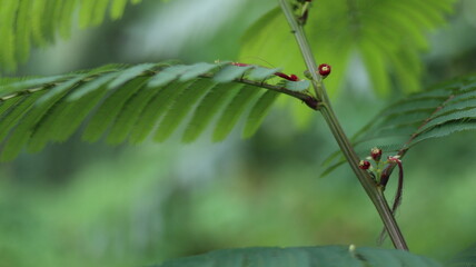 A vibrant ladybug rests on a lush green leaf, a tiny jewel of nature in a spring garden