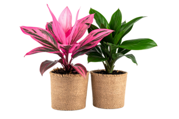 Two webcam plant with pink leaves in a jute pot, isolated on a transparent background