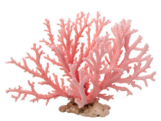 Close-up of a Pink Coral Specimen Isolated on transparent background cutout, PNG file, Cutout file