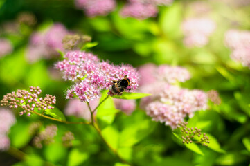Detailed macro shot of a bee on spirea flowers, surrounded by vibrant greenery and sunlight.