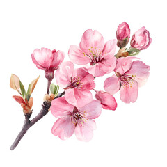Beautiful cherry blossom branch showcases pink flowers in full bloom during springtime