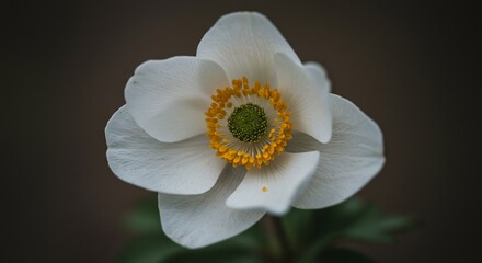 Obraz premium 白く繊細な花びら 柔らかな光に照らされ輝く. AI Generated