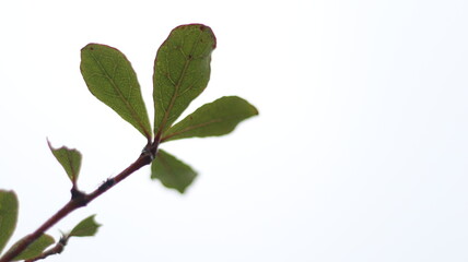 Fresh green leaves, isolated on a clean white background, showcase the beauty of nature's foliage in a closeup macro view