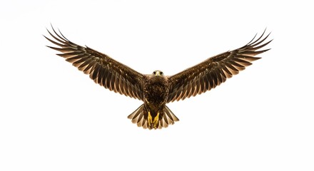 Fototapeta premium 力強く羽ばたく鷲 白背景 黄金色の光沢. AI Generated