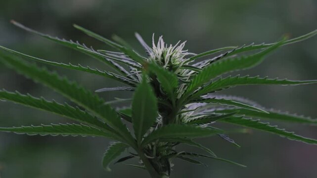 Time-lapse of cannabis plant during flowering stage showing pistils and bud development