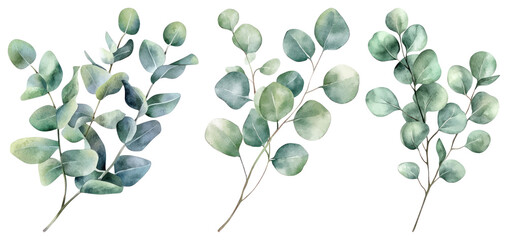 Obraz premium PNG Watercolor eucalyptus leaves illustration, element set on transparent background