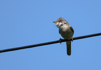A newly arrived Whitethroat, Curruca communis, singing and displaying for a partner on a wire in springtime.