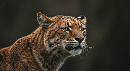 Obraz premium Close-up of a Eurasian lynx with a focused gaze in a natural habitat. Wild animal portrait in a forest setting.