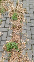 Pathway covered in fallen leaves and weeds