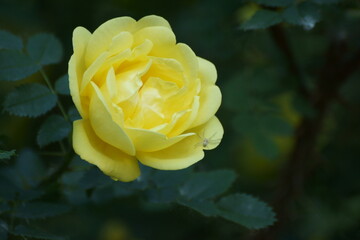 The sun, beautiful petals among green leaves, the wind swings branches, these are roses on the city street