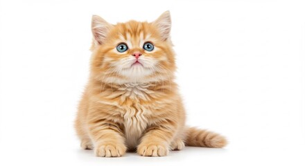 Obraz premium 輝く瞳 愛らしい子猫 白い背景 穏やか表情. AI Generated