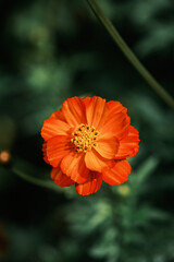 Flower, nature background, close up view, colorful vivid tones, plants	