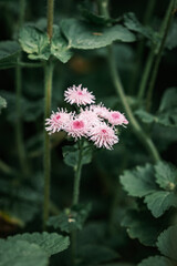 Flower, nature background, close up view, colorful vivid tones, plants	