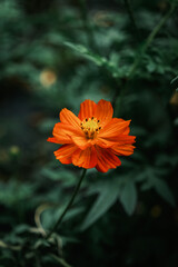 Flower, nature background, close up view, colorful vivid tones, plants	