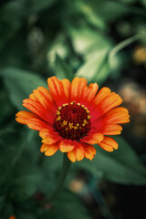Flower, nature background, close up view, colorful vivid tones, plants	