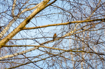 A lone small bird perched quietly on a wood branch in spring woods. Side view of calm bird resting on branch, eye-level, soft spring mood, forest background, peaceful concept.