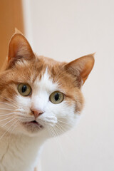 見つめる猫　茶トラ白	