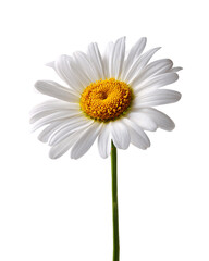 Single White Daisy Flower on Transparent Background, PNG