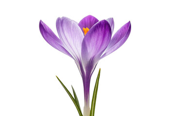 Fototapeta premium crocus flowers isolated on white background