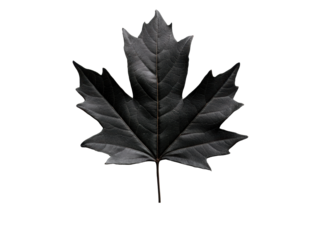 Black maple leaf against a simple background perfect for design, cut out