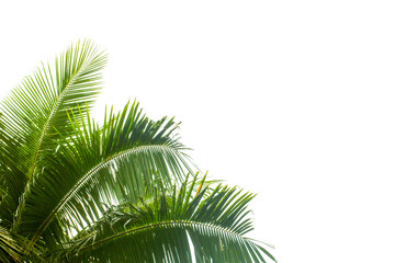 Fototapeta premium palm tree isolated on white