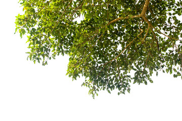 Obraz premium green leaves isolated