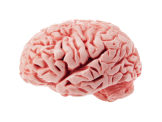 Model of a human brain for educational purposes and study, cut out