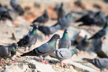 Rock Pigeon walking in city, wildlife bird in urban environment, rock dove or Columba livia, widespread common animal in India 