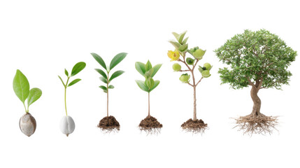 Fototapeta premium Witnessing a Tree's Life Cycle Stages From Seed to Mature Tree Growth Development