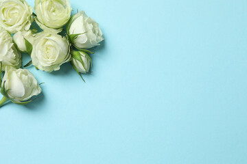 Beautiful white roses on color background, space for text 