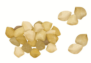 Candlenut Spice Illustration for Food and Culinary 