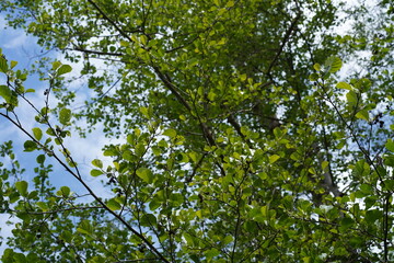 Obraz premium Teilaufnahme einer Schwarzerle (Alnus glutinosa) im Frühling