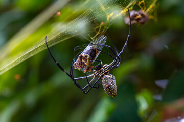 Spider Eating in Natural Life's