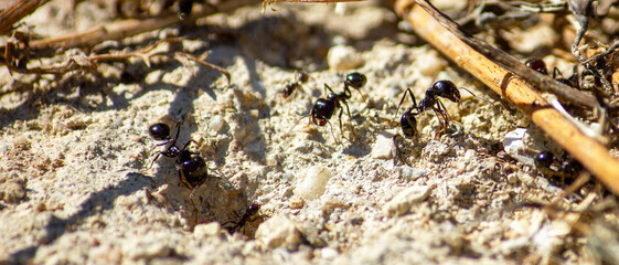 formigas