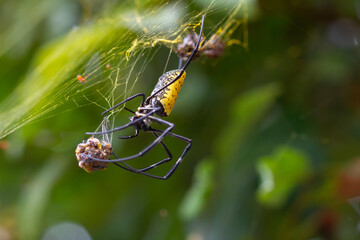 Spider Eating in Natural Life's