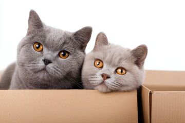 Two British Shorthair cats in cardboard box isolated on white background