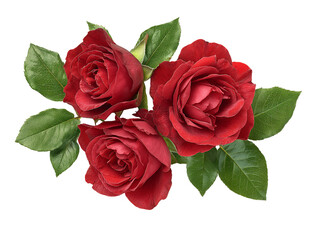 Naklejka premium Three Dark Red Roses with Green Leaves on Transparent Background, PNG