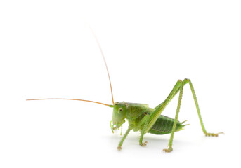Locust isolated on white.