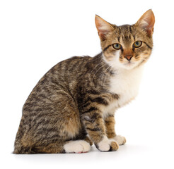 Obraz premium Kitten on white background.