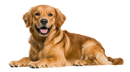 A cheerful golden retriever lying down, exuding warmth and friendliness.