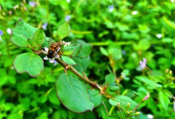Close-up of a Bee Collecting Nectar on a Small Flower