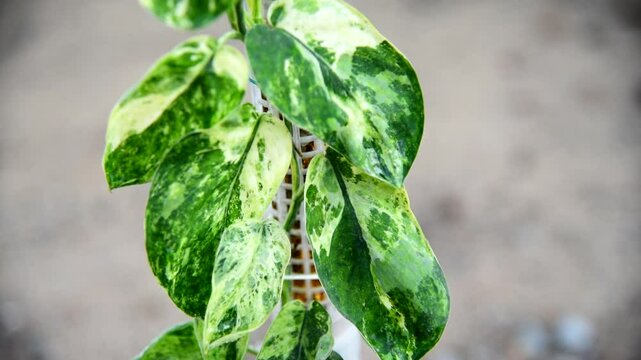 Full form of scindapsus jade satin marble  