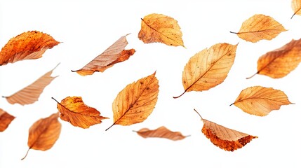 Autumn leaves in motion against a white background (47)